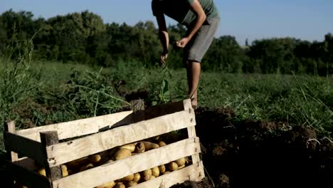 Young-farmer-harvesting-potatoes-in-wood-box-on-the-field-at-organic-farm