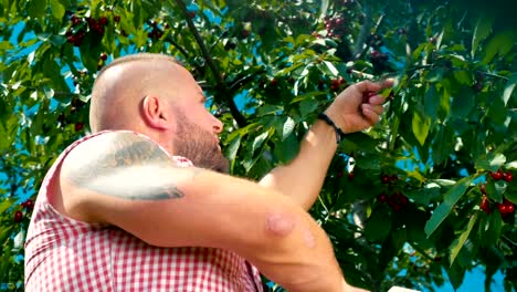 Muscular-man-with-tattoo-is-gathering-the-cherries-from-a-tree