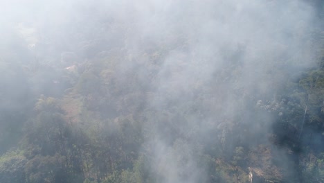 Fuego---antena-árbol-quema-del-bosque