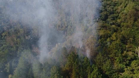 Waldbrand---brennenden-Baum-Antenne