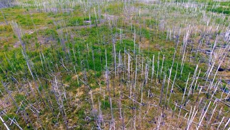 Dead-trees-ravaged-by-wildfire.-Aerial-drone-view.