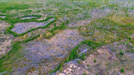 Aerial-view-of-a-dead-forest.-4K