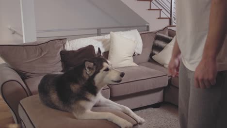 Young-man-gives-his-adorable-dog-a-treat-in-a-living-room.