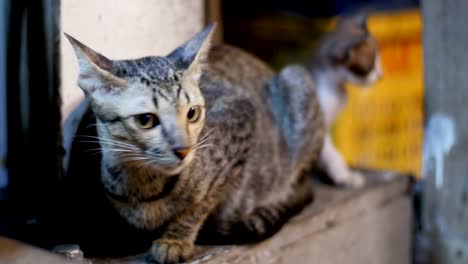 Poco-gris-gato-callejero-y-gatito-sentado-en-el-suelo-en-el-mercado-de-noche