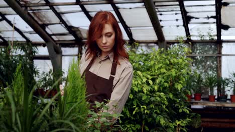 Mujer-bonita-pelirroja-es-pulverizar-las-plantas-y-comprobación-de-plántulas-en-invernadero-espacioso.-Profesión,-cultivo-de-flores,-lugar-de-trabajo-y-la-gente-de-concepto.