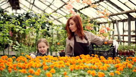 Mujer-bonita-jardinero-y-su-hija-alegre-están-llevando-macetas-con-flores-de-envase-de-plástico,-poner-sobre-mesa-en-invernadero-y-hablando.