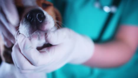 4K-Beagle-cachorro-perro-en-el-veterinario-comprobar-los-dientes