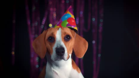 4-k-cumpleaños-Beagle-perro-posando-con-sombrero