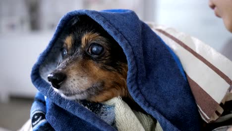 Pequeño-perro-después-del-baño