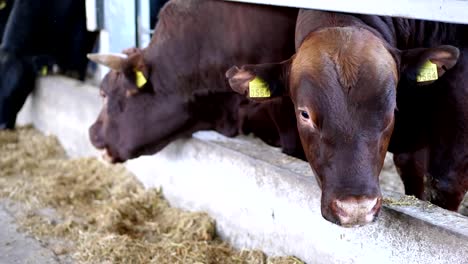 Landwirtschaft-Viehzucht-Farm-oder-Ranch.-einen-großen-Kuhstall,-Scheune.-Zeile-der-Kühe,-große-schwarze-und-braune-reinrassige,-Zuchtbullen-fressen-Heu