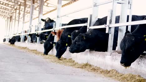 Landwirtschaft-Viehzucht-Farm-oder-Ranch.-einen-großen-Kuhstall,-Scheune.-Zeile-der-Kühe,-große-schwarze-reinrassige,-Zuchtbullen-fressen-Heu