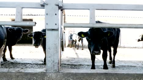 close-up.-Junger-Stier-kaut-Heu.-Fliegen-Fliegen-umher.-Zeile-der-Kühe,-große-schwarze-reinrassige,-Zuchtbullen-fressen-Heu.-Landwirtschaft-Viehzucht-Farm-oder-Ranch.-einen-großen-Stall,-Scheune