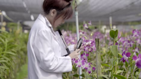 Orquídea-investigadores-están-trabajando-en-el-jardín-de-orquídeas.-Asia-Tailandia