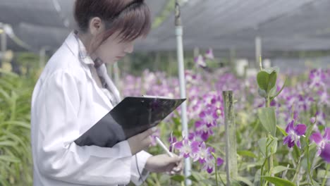 Orquídea-investigadores-están-trabajando-en-el-jardín-de-orquídeas.-Asia-Tailandia