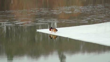 Concept-of-spring-mood-in-the-city-on-the-eve-of-summer.-Ice-drift-on-river.-Time-to-find-a-pair.