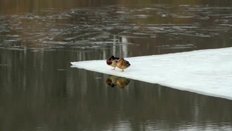 Concept-of-spring-mood-in-the-city-on-the-eve-of-summer.-Ice-drift-on-river.-Time-to-find-a-pair.