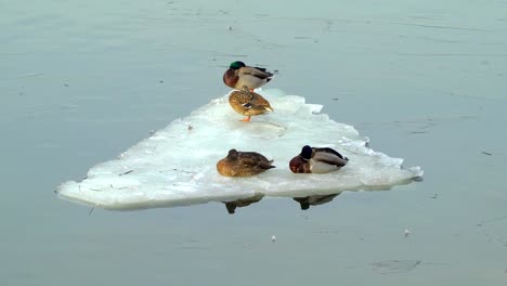 Concepto-de-un-barco-de-la-familia.-Hielo-de-deriva-en-el-río.-Relaciones-familiares-en-el-ejemplo-de-parejas-de-pato.