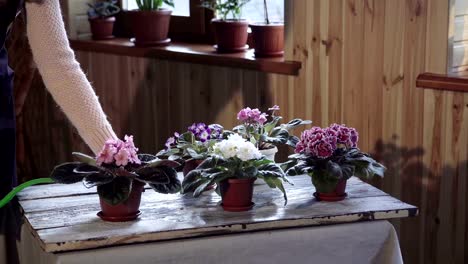 Young-woman-watering-violets-inside-home