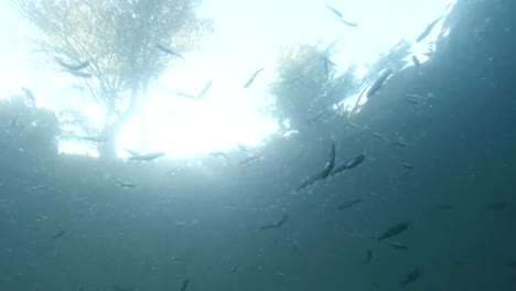 gaggle-of-little-fish-trout-on-a-background-of-sky-and-trees-view-from-under-water