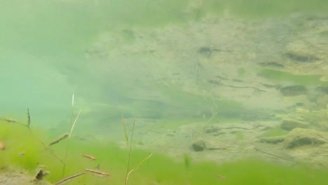 pequeño-charco-de-agua-cerca-de-río-pequeño-pescados-y-trampas-trucha-pequeña-fritada