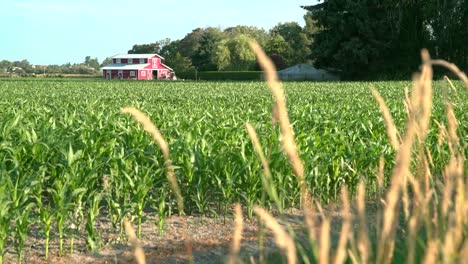 New-Corn-Growing-on-the-Farm-4K-UHD