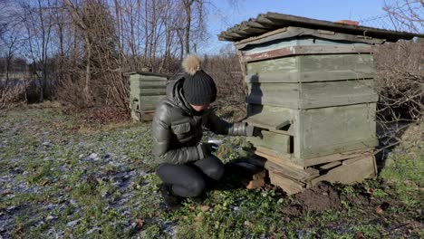 Female-inspecting-beehive-before-spring