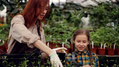 Mujer-atractiva-jardinero-y-su-hija-alegre-elegir-plantas-y-ponerlos-en-envase-de-plástico-mientras-trabajaba-en-invernadero-juntos.