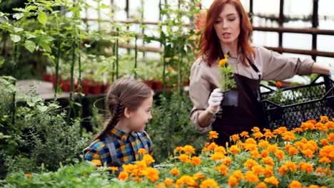 Floreria-profesional-linda-mujer-y-su-hija-están-llevando-macetas-con-bellas-flores-de-envase-de-plástico,-poner-sobre-mesa-en-invernadero-y-hablar.