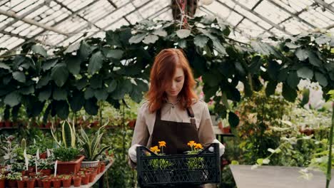 Cheerful-greenhouse-owner-is-walking-in-greenhouse,-carrying-box-of-pot-flowers,-looking-around-and-smiling.-Small-business,-successful-people-and-nature-concept.