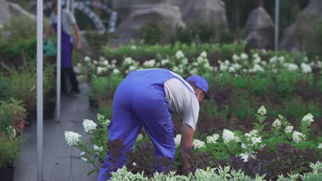 Tall-gardener-shows-flower-to-customers-in-the-garden