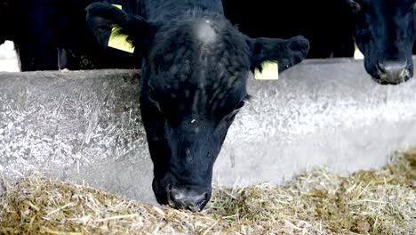 close-up.-Junger-Stier-kaut-Heu.-Fliegen-Fliegen-umher.-Zeile-der-Kühe,-große-schwarze-reinrassige,-Zuchtbullen-fressen-Heu.-Landwirtschaft-Viehzucht-Farm-oder-Ranch.-einen-großen-Stall,-Scheune