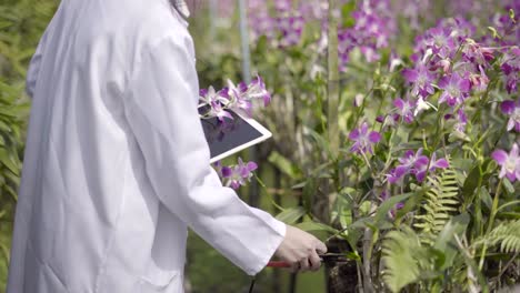 Orquídea-investigadores-están-trabajando-en-el-jardín-de-orquídeas.-Asia-Tailandia