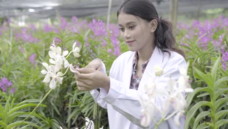 Orquídea-investigadores-están-trabajando-en-el-jardín-de-orquídeas.-Asia-Tailandia