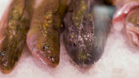 seafood-or-fish-on-ice