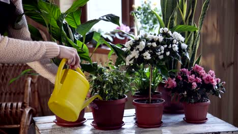 Junge-Frau-gieße-Blumen-zu-Hause