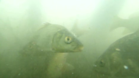 many-small-carp-in-muddy-water-mountain-lake-view-from-the-bottom-to-feed