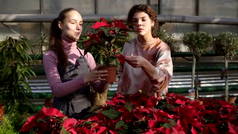 Junge-lächelnde-weibliche-Floristen-in-Schürze-Blumentöpfe-mit-roten-Weihnachtsstern-an-weibliche-Kunden-zeigen.-Junge-Frau-prüft-sorgfältig-die-Blume