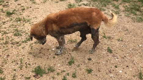 20-year-old-elder-Thai-dog.