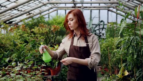 Treibhaus-Arbeiter-trägt-Schürze-ist-Bewässerung-von-Pflanzen-und-Blätter-während-der-Arbeit-im-Gewächshaus-überprüft.-Beruf,-wachsen-Blumen,-Arbeitsplatz-und-Menschen-Konzept.