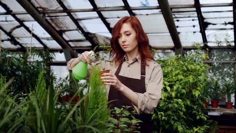 Attraktive-weibliche-Landwirt-trägt-Schürze-ist-Pflanzen-mit-Wasser-während-der-Arbeit-innen-grosses-Gewächs-Beregnung.-Beruf,-wachsen-Blumen,-Arbeitsplatz-und-Menschen-Konzept.