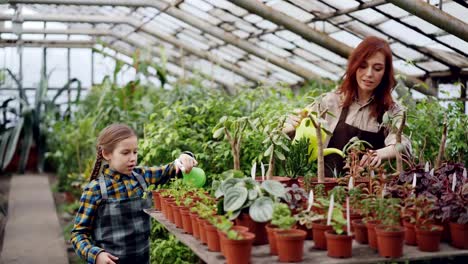 Granjero-de-sexo-femenino-y-su-adorable-hija-están-ocupados-rociando-las-plantas-con-agua-mientras-trabajan-juntos-en-invernadero.-Muchas-macetas-con-plantas-de-semillero-son-accesibles.