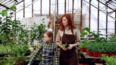 Young-entrepreneur-hothouse-owner-and-her-little-daughter-in-aprons-walking-in-greenhouse-holding-potted-plant,-looking-around-checking-flowers-and-talking.