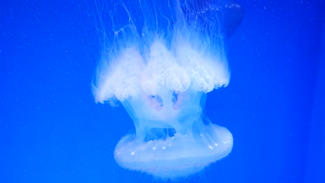 Close-up-Quallen,-Medusa-im-Aquarium-mit-Neonlicht.