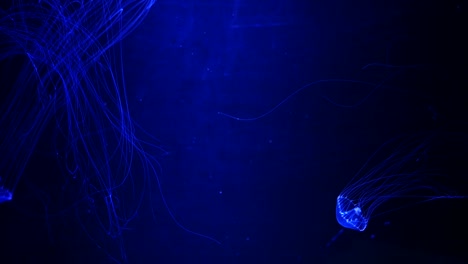 Close-up-Jellyfish,-Medusa-in-fish-tank-with-neon-light.