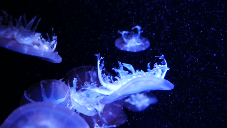 Close-up-Quallen,-Medusa-im-Aquarium-mit-Neonlicht.