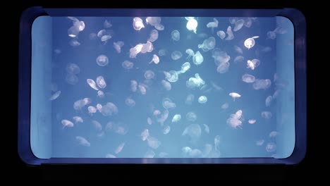 Close-up-Jellyfish,-Medusa-in-fish-tank-with-neon-light.