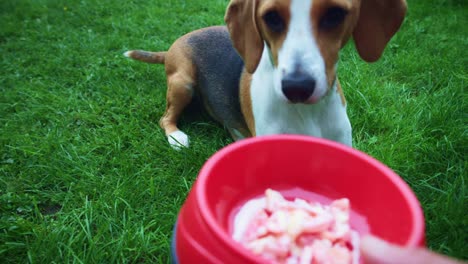 4K-Besitzer-geben-menschliche-Nahrung-zu-Beagle