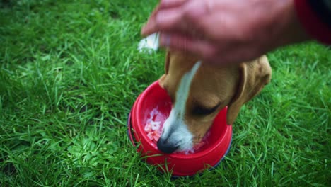 4K-Beagle-Dog-Eating-and-Owner-Petting-him