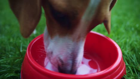 4K-Beagle-Dog-Drinking-Milk