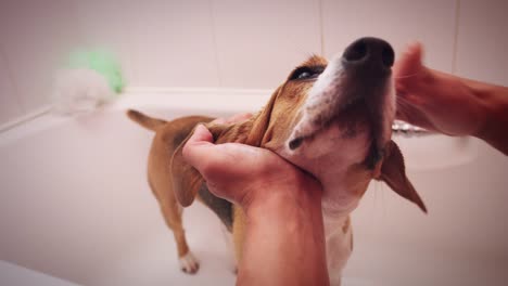 4K-Beagle-Hund-Bad